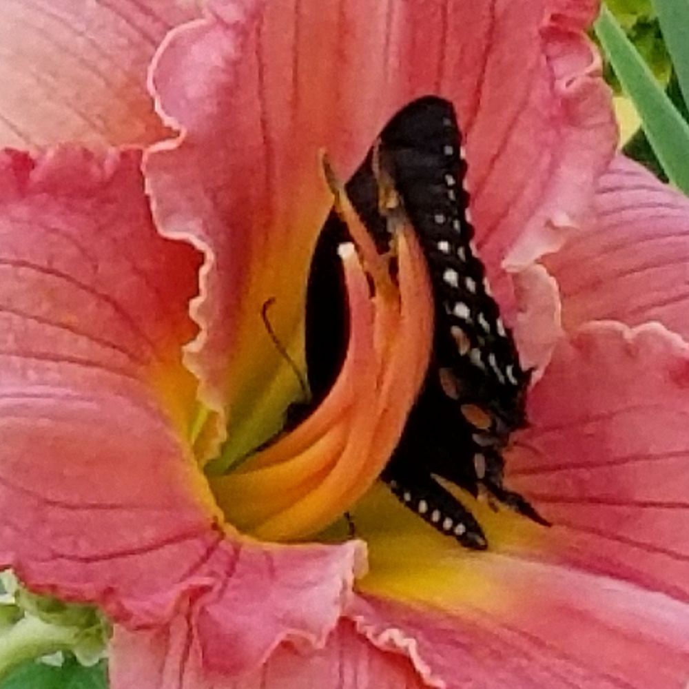 Meet your Posher, Pamela