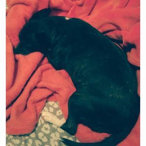 Meet your Posher, Destiny