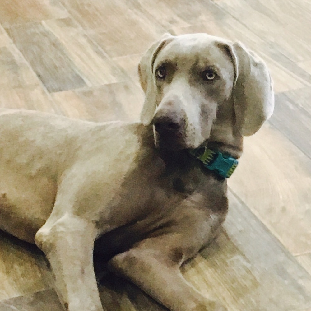 Meet your Posher, Samantha