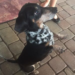 Meet your Posher, Leila