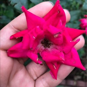 Meet your Posher, Manuella