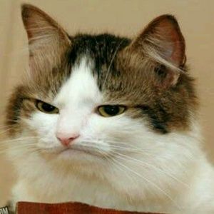 Meet your Posher, Annie