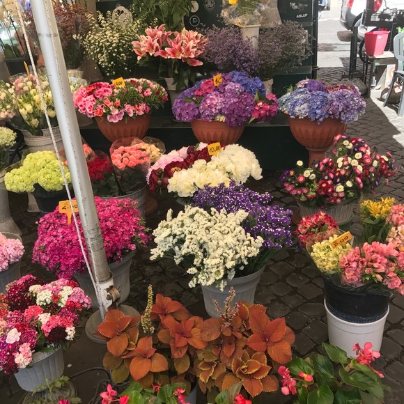 Meet your Posher, Ally - Picture 1 of 1