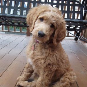 Meet your Posher, Aimie