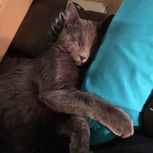 Meet your Posher, Amy