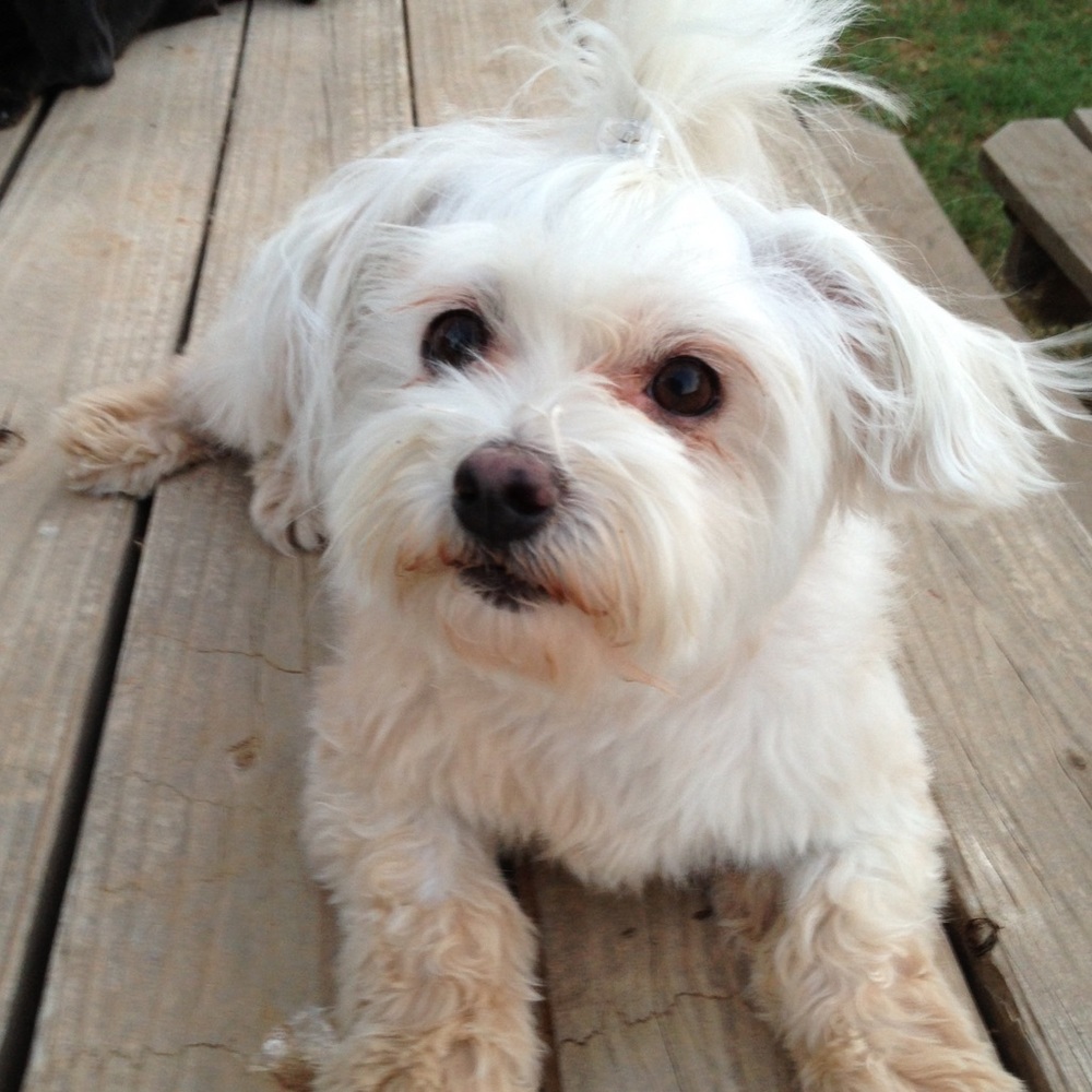 Meet your Posher, Crissy