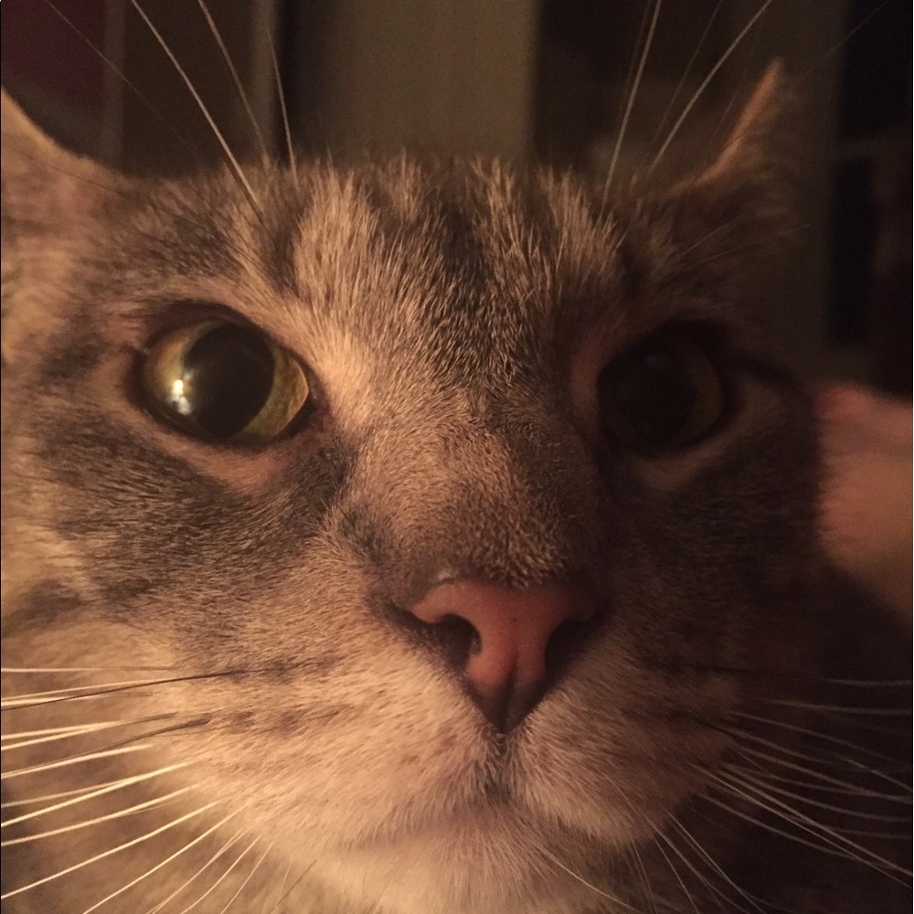 Meet your Posher, Annie