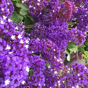 Meet your Posher, Adrian