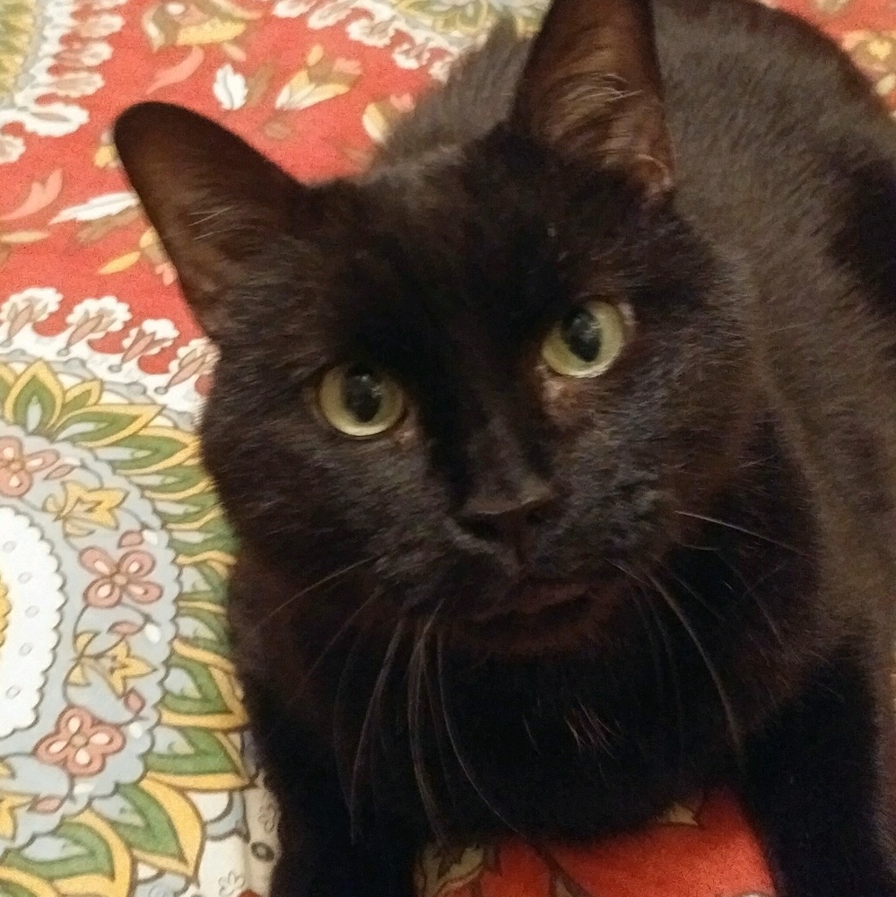 Meet your Posher, Noelle