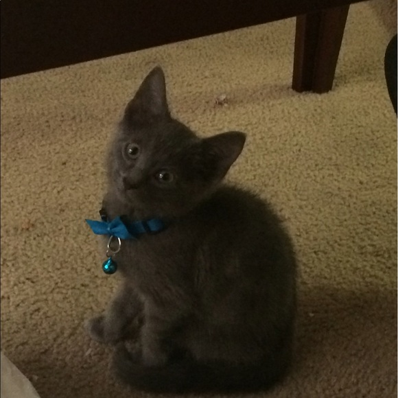 Meet your Posher, Brittany - Picture 1 of 1