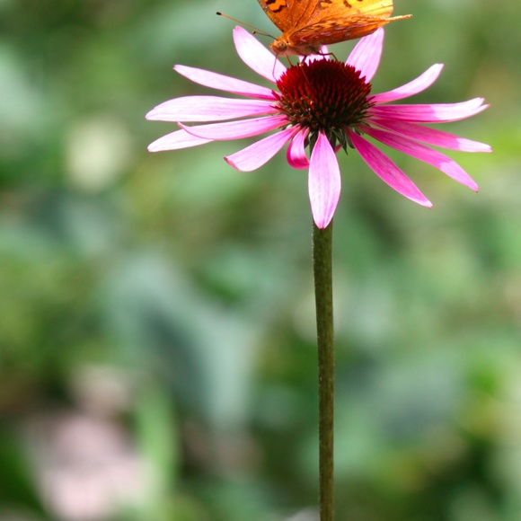 Meet your Posher, Rhonda - Picture 2 of 8