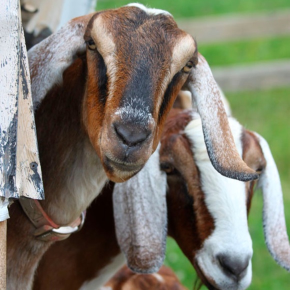 Meet your Posher, Rhonda - Picture 7 of 8