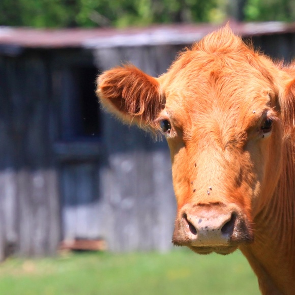 Meet your Posher, Rhonda - Picture 6 of 8