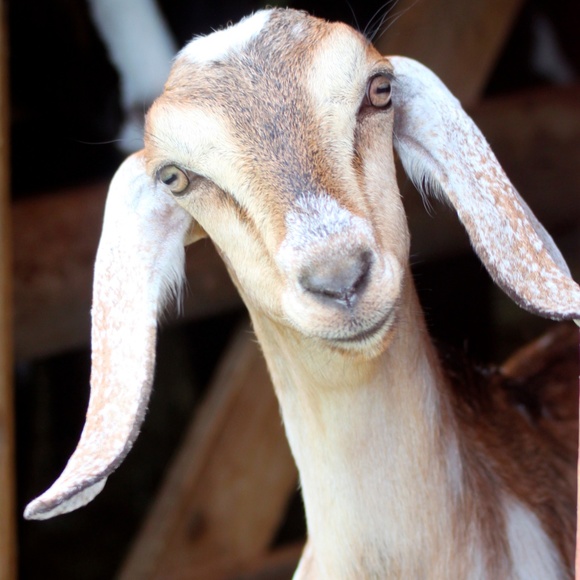 Meet your Posher, Rhonda - Picture 5 of 8