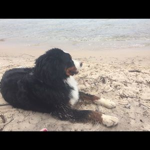 Meet your Posher, Payton