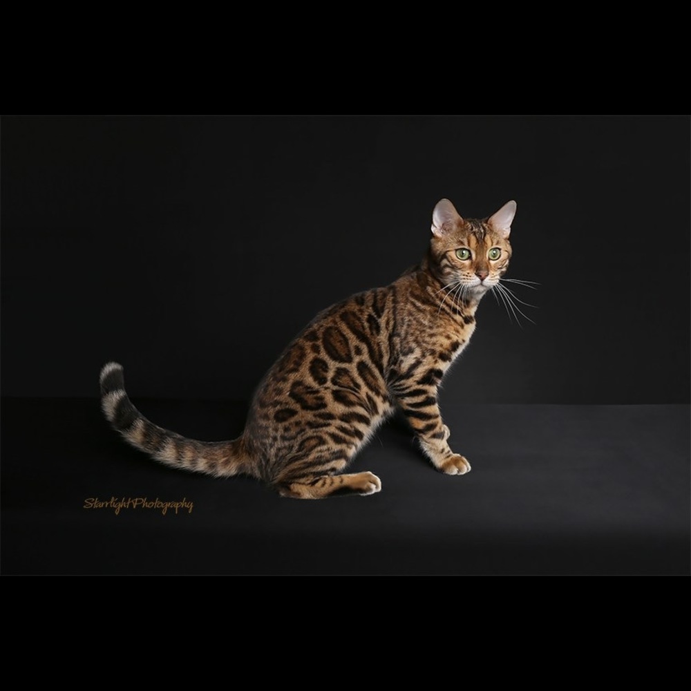 Meet your Posher, Patricia