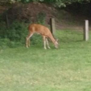 Meet your Posher, Ken