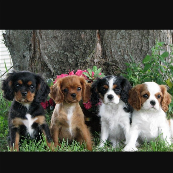 Meet your Posher, Victoria - Picture 2 of 2