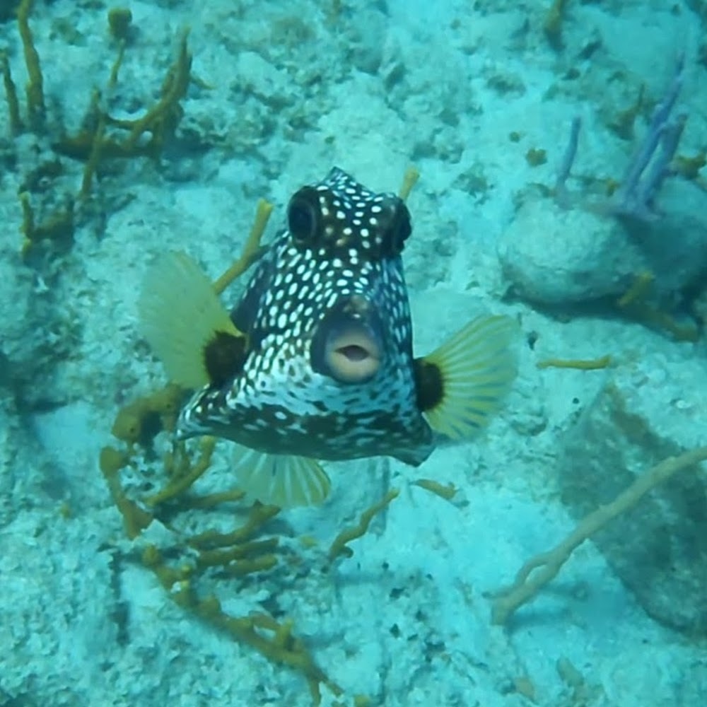 Meet your Posher, Valerie