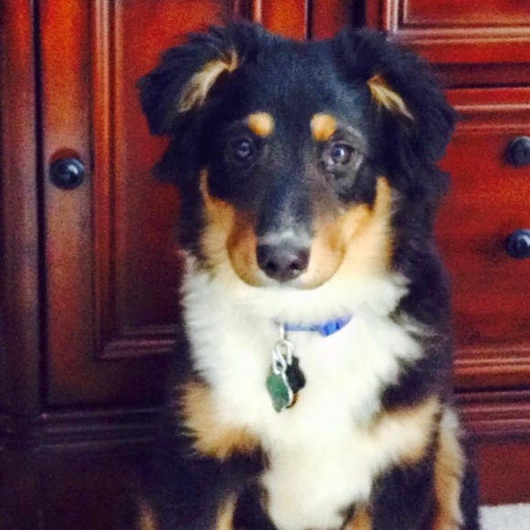 Meet your Posher, Sam - Picture 1 of 1