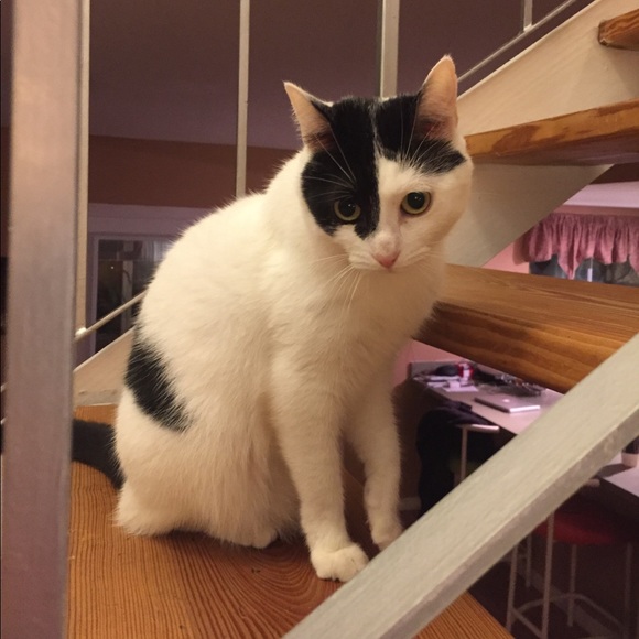 Posh Ambassador Marcia - Picture 7 of 8