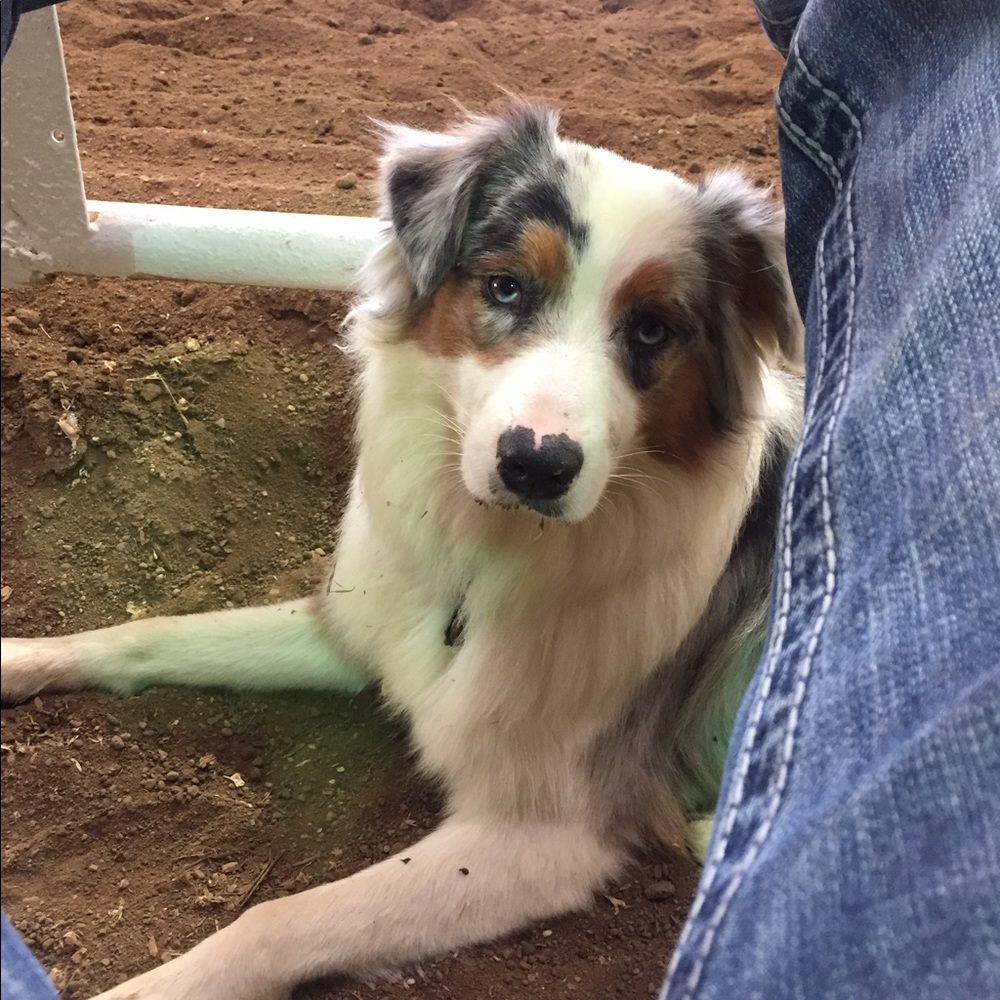 Meet your Posher, Cody