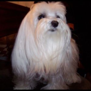 Meet your Posher, Clara