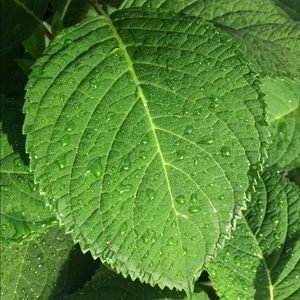 Meet your Posher, Mary jane