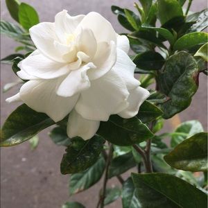 Meet your Posher, Chaney