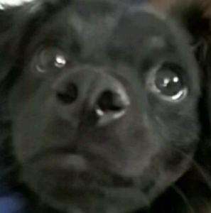 Meet your Posher, Diana