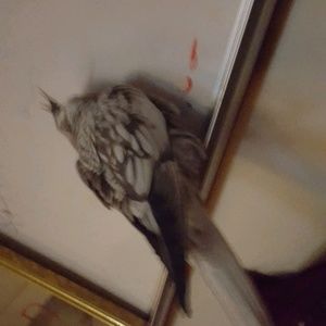 Meet your Posher, Conor