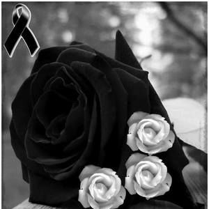 Meet your Posher, Jose