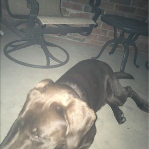 Meet your Posher, Lucas