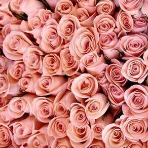 Meet your Posher, Antara