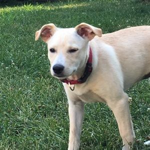 Meet your Posher, Rocco