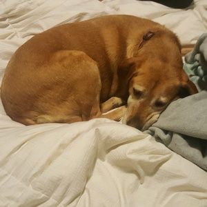 Meet your Posher, Morgan