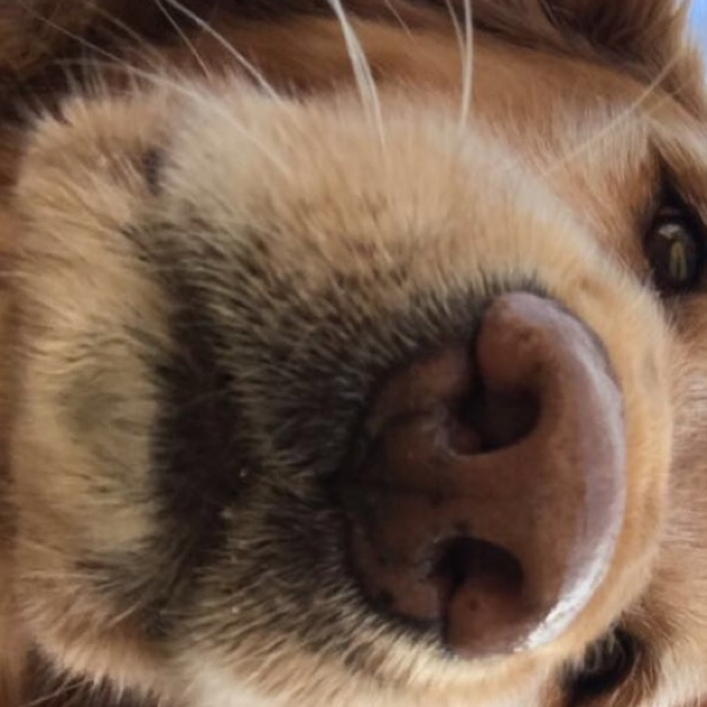 Meet your Posher, Teagan