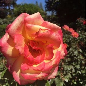 Meet your Posher, Kayleigh