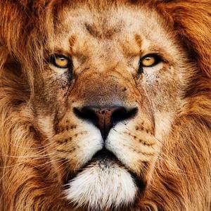 Meet your Posher, Carter