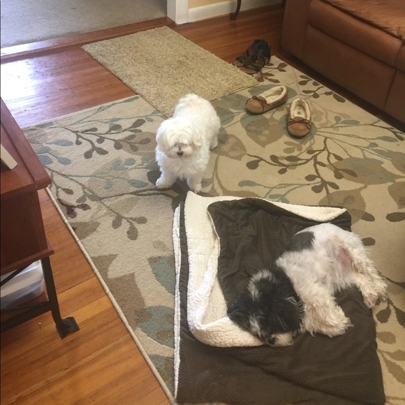 Meet your Posher, Cher - Picture 3 of 4