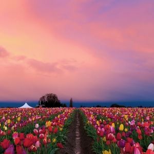 Meet your Posher, Jane