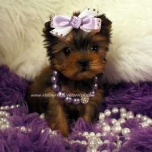 Meet your Posher, Yselande