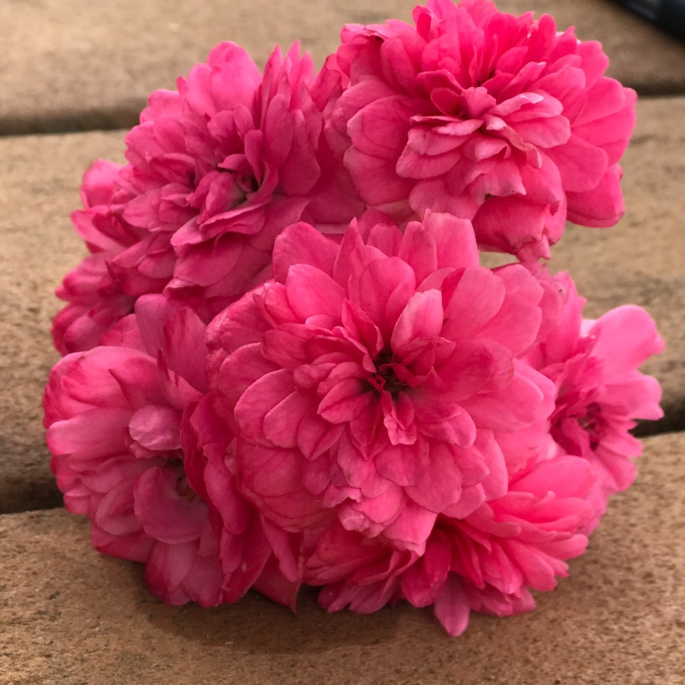 Meet your Posher, Michelle