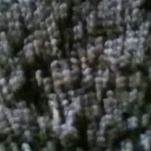 Meet your Posher, Elijah