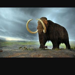 Meet your Posher, Ibn