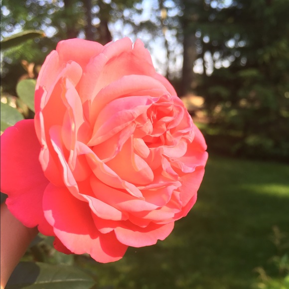 Meet your Posher, Kylie - Picture 1 of 1