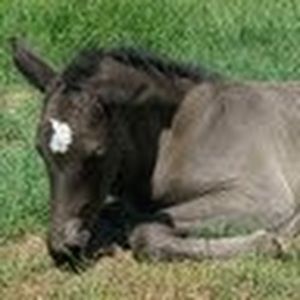 Meet your Posher, Daphne