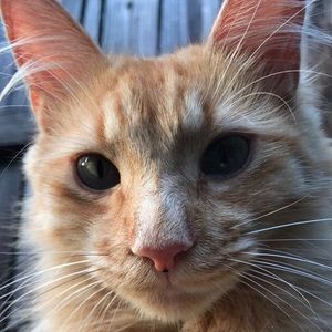 Meet your Posher, Sophia