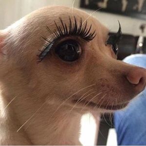 Meet your Posher, Maggie