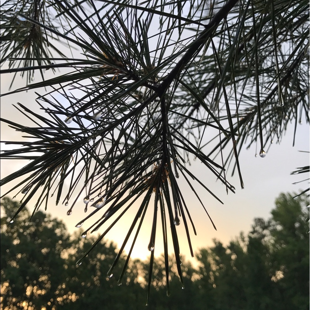 Meet your Posher, Riley